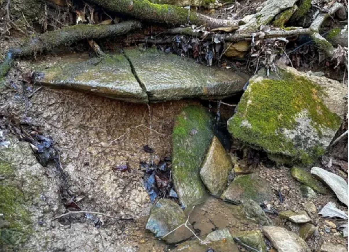 0 Davis Hollow Road Clifton, TN 38425 - Photo 7 of 16 a bird of water