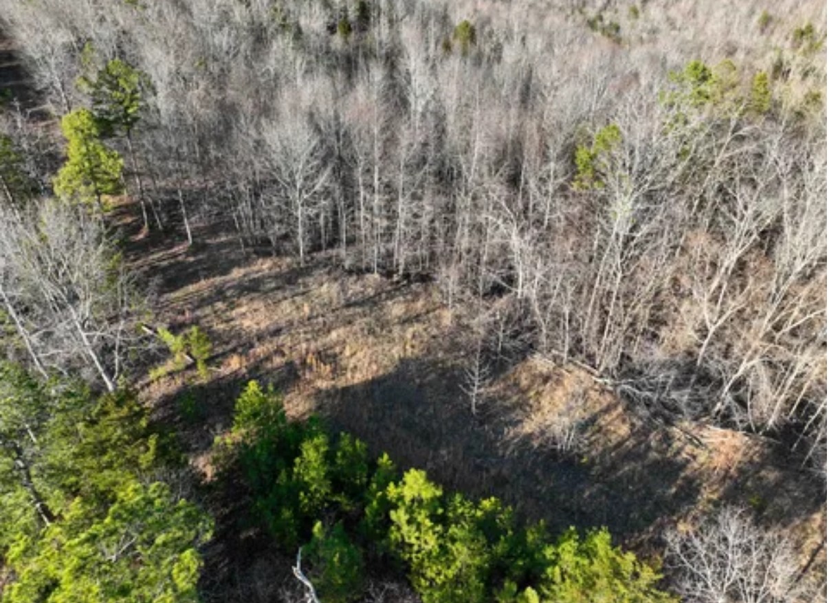 0 Davis Hollow Road Clifton, TN 38425 - Photo 9 of 16 a view of a garden with plants and trees