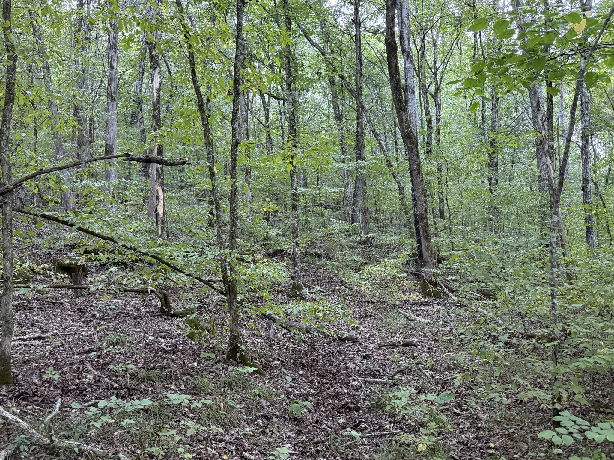 0 Davis Hollow Road Clifton, TN 38425 - Photo 10 of 16 a view of a forest with trees in the background