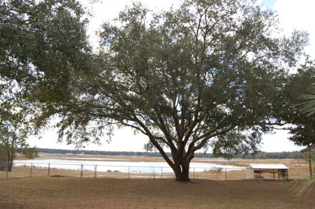 6970 Gatorbone Road Keystone Heights, FL 32656 - Photo 15 of 19 Back Yard