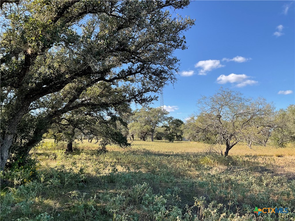 a view of a yard with a tree