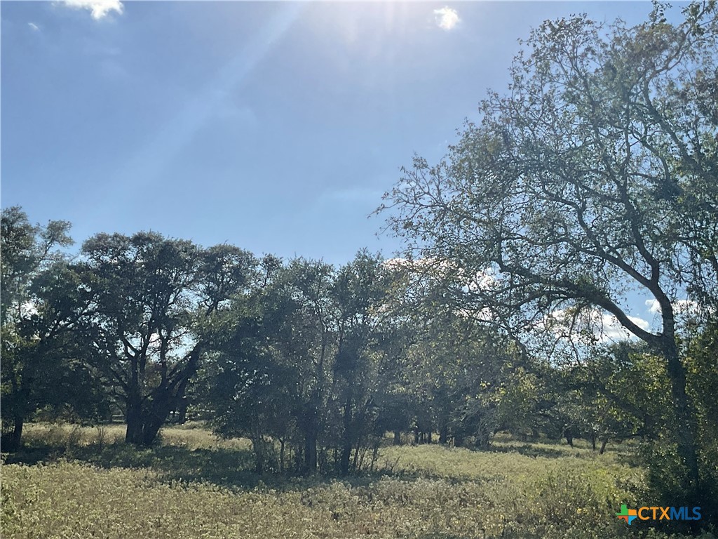 389 Hausmann Road Cuero, TX 77954 - Photo 3 of 48 a view of a yard with a tree