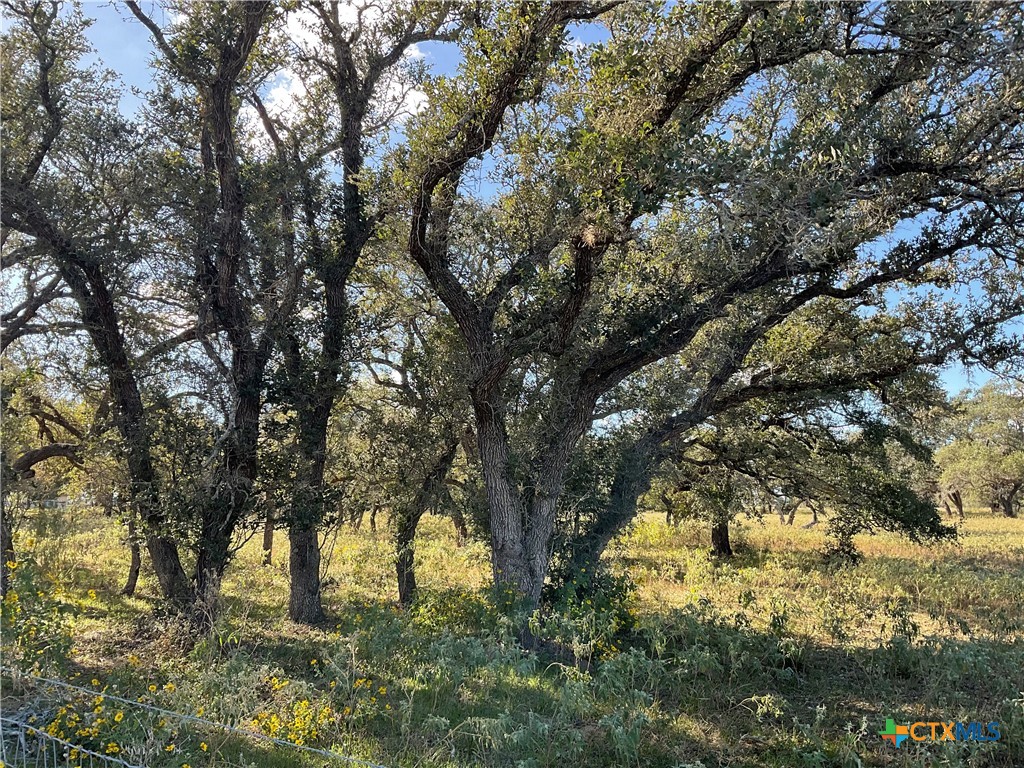 389 Hausmann Road Cuero, TX 77954 - Photo 4 of 48 a picture of tree