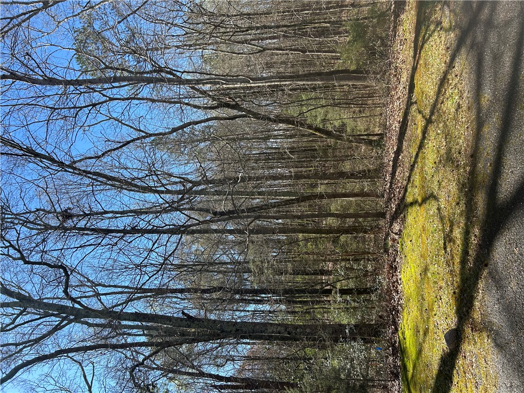 0 Harts Mill Road Hartwell, GA 30643 - Photo 3 of 3 A tranquil wooded landscape with a clear blue sky, ideal for a peaceful retreat.