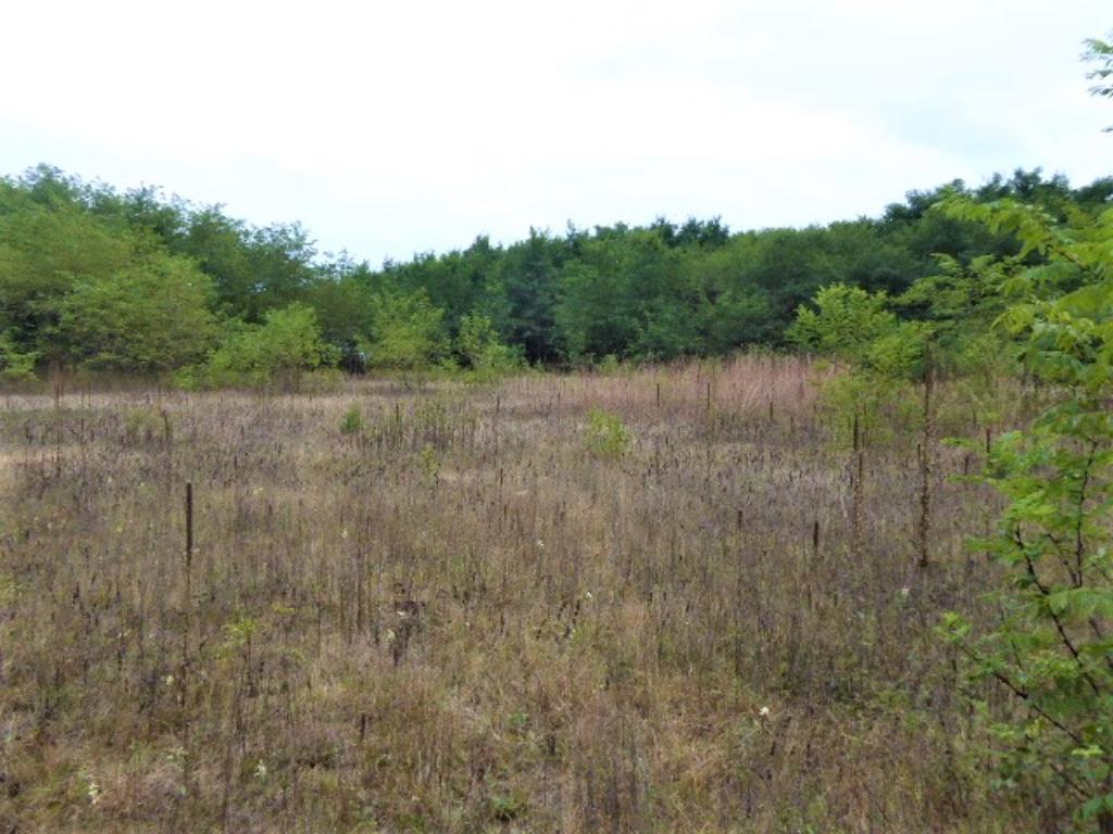 Lot 4 Sand Ridge Road Pepin, WI 54759 - Photo 1 of 1 Gallery Image 1