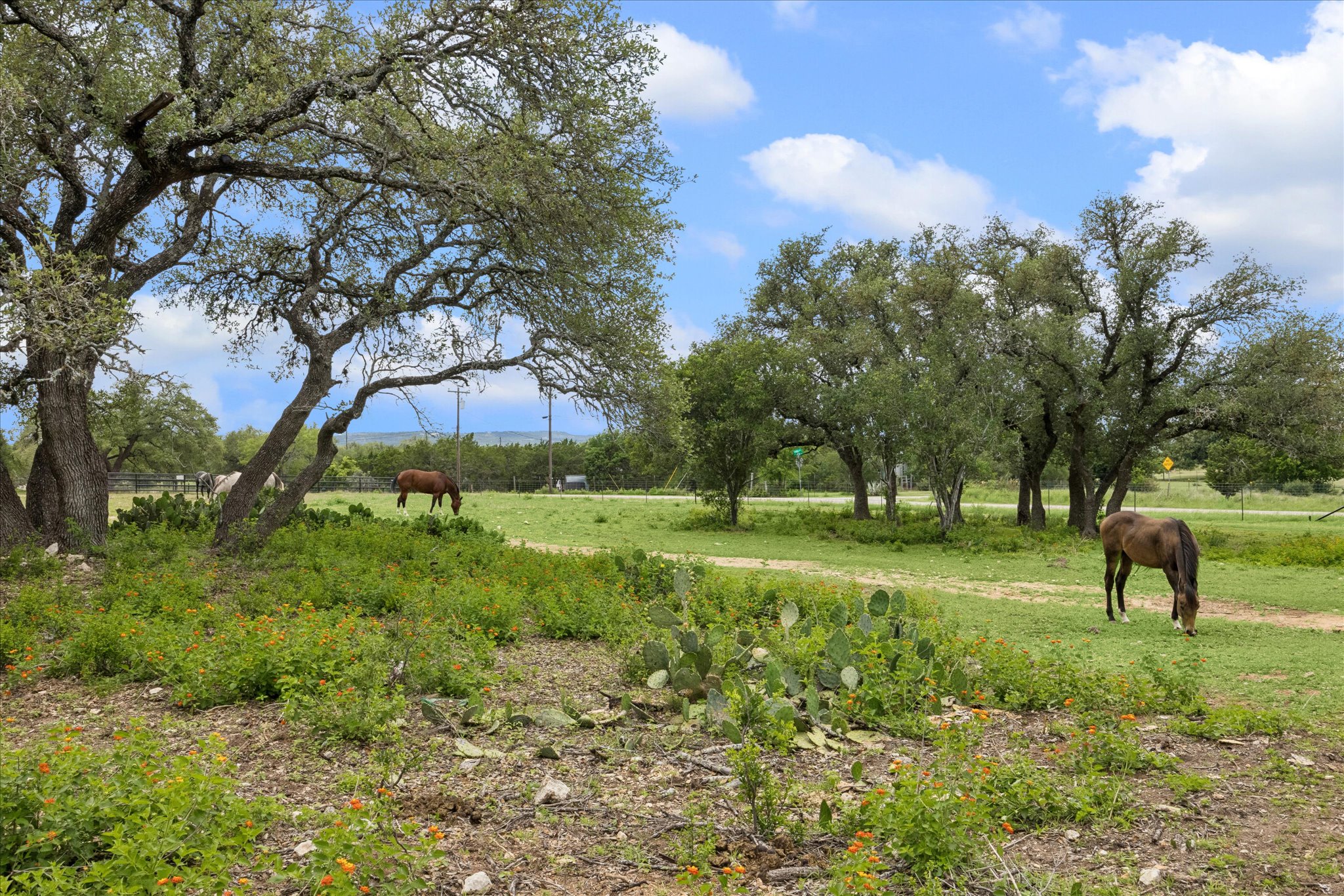 Expansive open land featuring a natural dirt path, scattered mature trees, and areas of green ground cover and horses