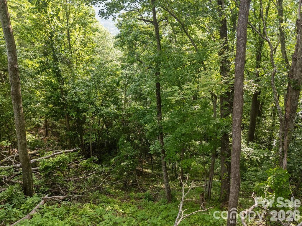 0 Granny Shepherd Road Mars Hill, NC 28754 - Photo 3 of 3 a view of a forest with a street