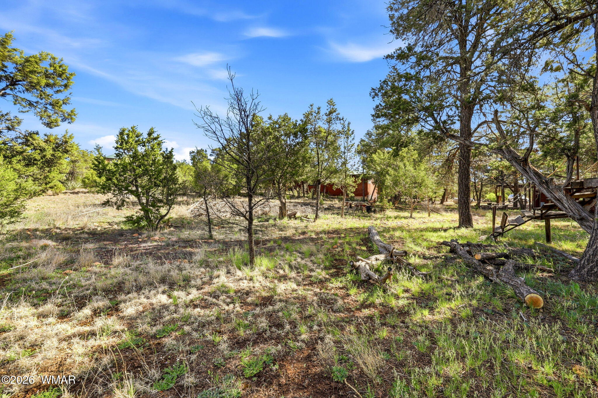 3650 Buckskin Road Overgaard, AZ 85933 - Photo 24 of 33 a view of yard with trees