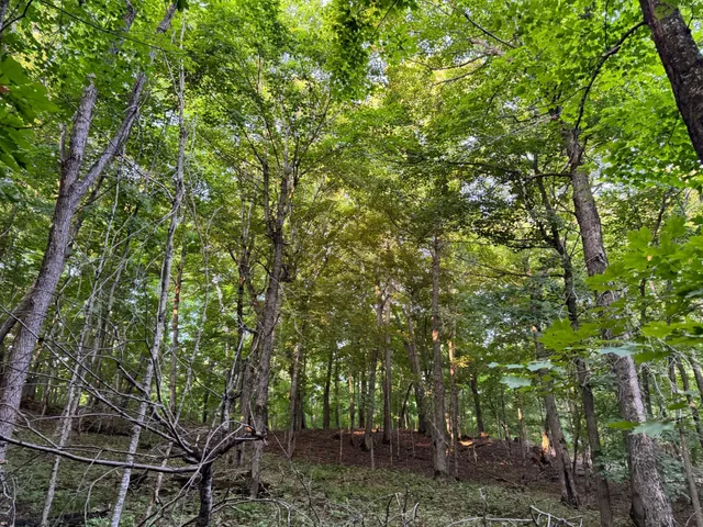 $124,000 | Lot 1-tbd Northeast Rock Lake Road, Rochert, MN 56578