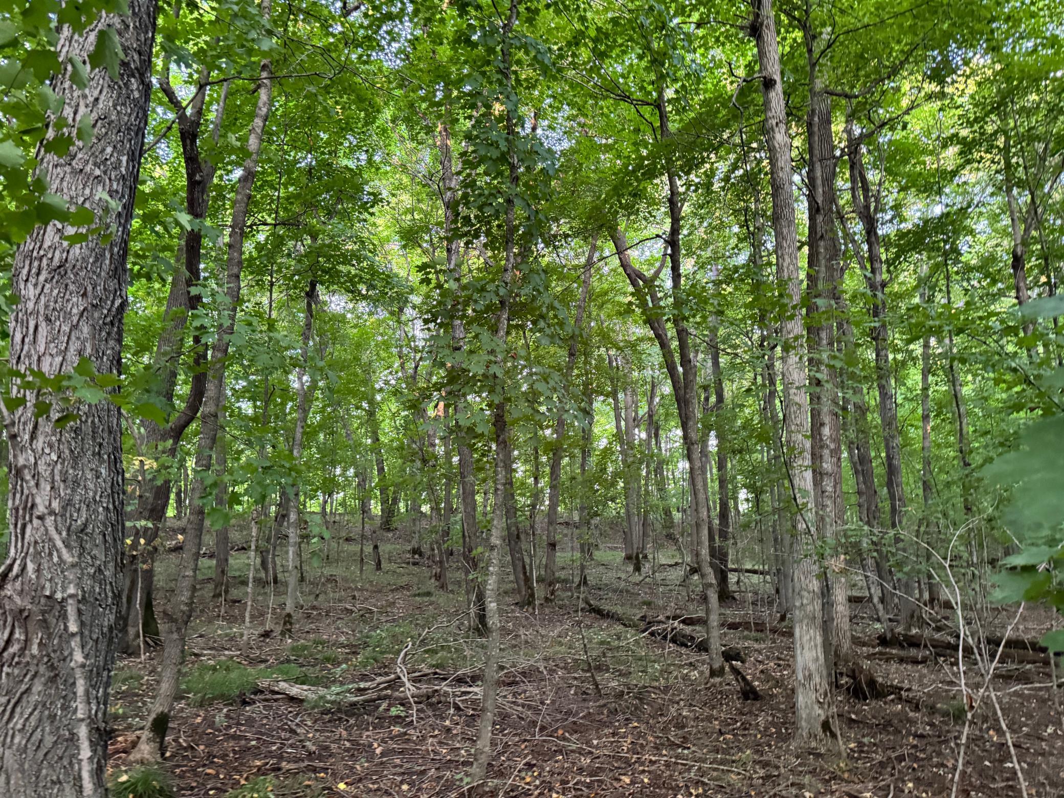 Lot 1-tbd Northeast Rock Lake Road Rochert, MN 56578 - Photo 28 of 40