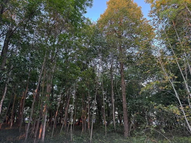 $124,000 | Lot 1-tbd Northeast Rock Lake Road, Rochert, MN 56578