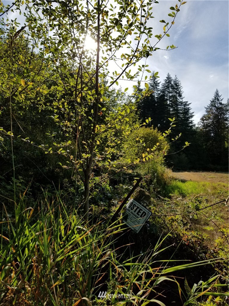 13825 Reeder Road Southwest Tenino, WA 98589 - Photo 11 of 14 a view of a plant