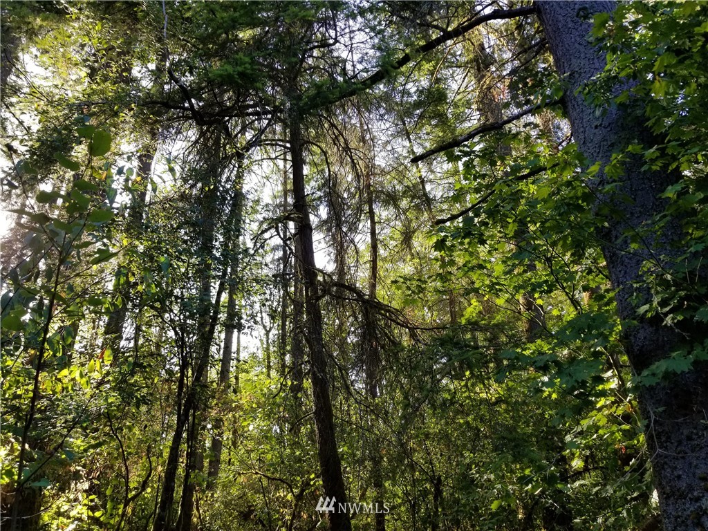 13825 Reeder Road Southwest Tenino, WA 98589 - Photo 12 of 14 a view of tree