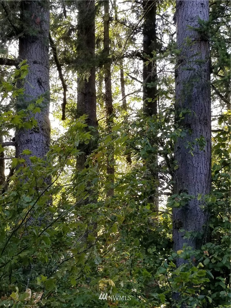 13825 Reeder Road Southwest Tenino, WA 98589 - Photo 13 of 14 a view of a tree in a yard