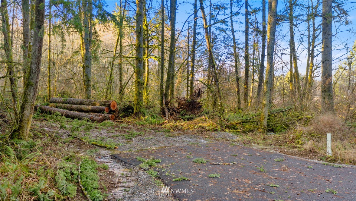 13825 Reeder Road Southwest Tenino, WA 98589 - Photo 5 of 14 a backyard of a house with a yard and large trees