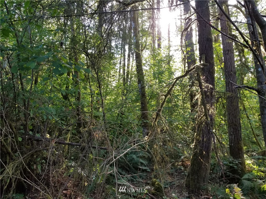 13825 Reeder Road Southwest Tenino, WA 98589 - Photo 6 of 14 a view of forest