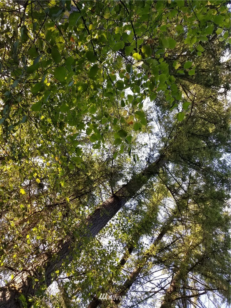 13825 Reeder Road Southwest Tenino, WA 98589 - Photo 8 of 14 a view of tree