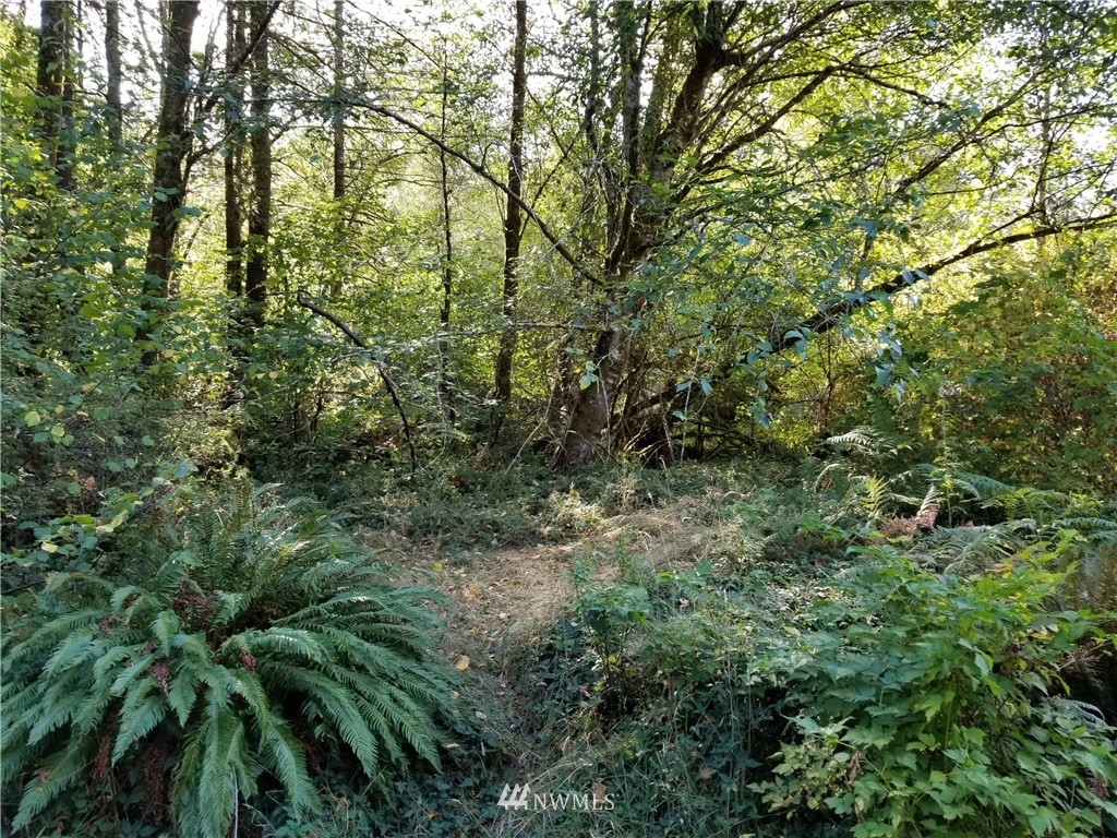 13825 Reeder Road Southwest Tenino, WA 98589 - Photo 9 of 14 a view of a lush green forest