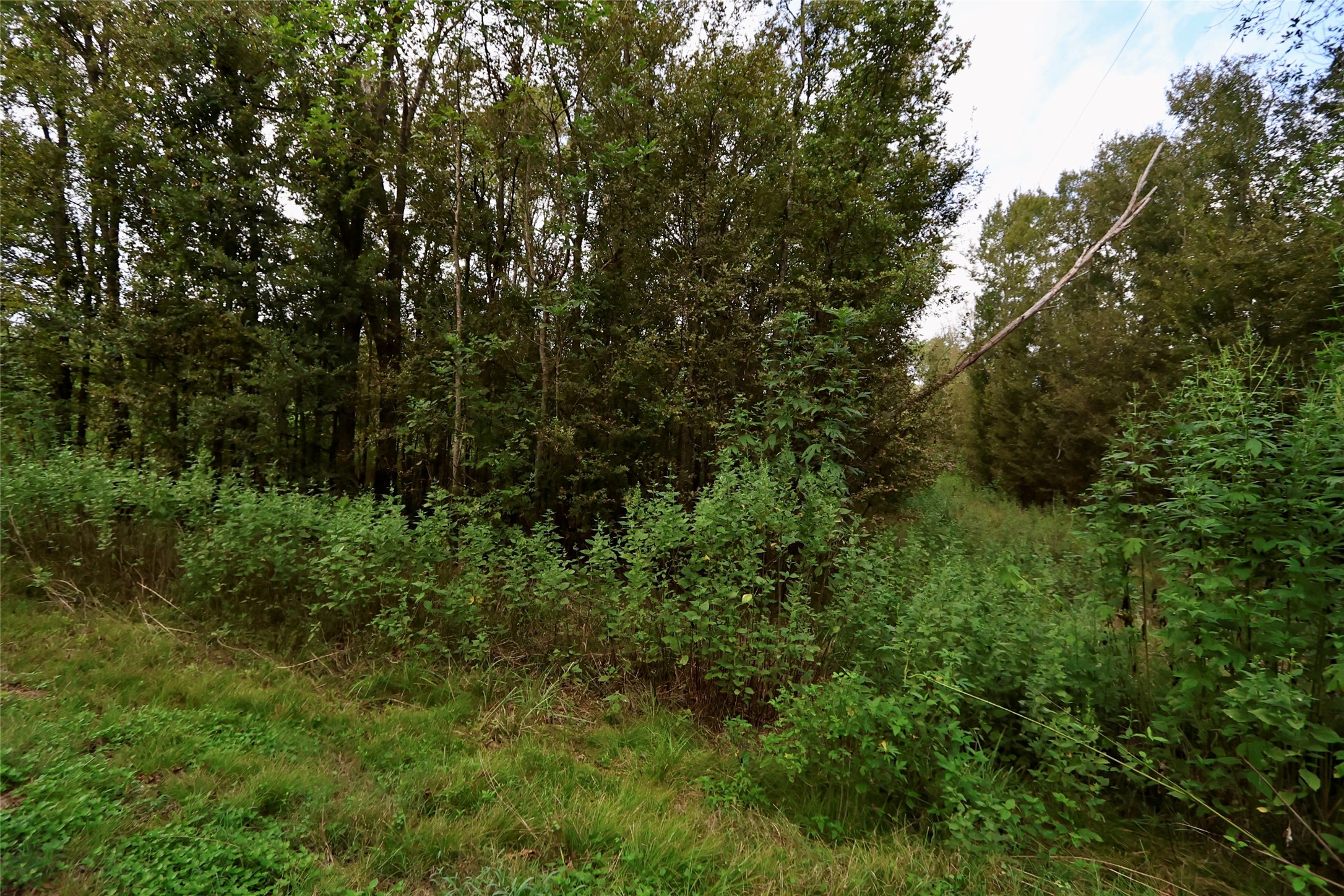 Wooded portion