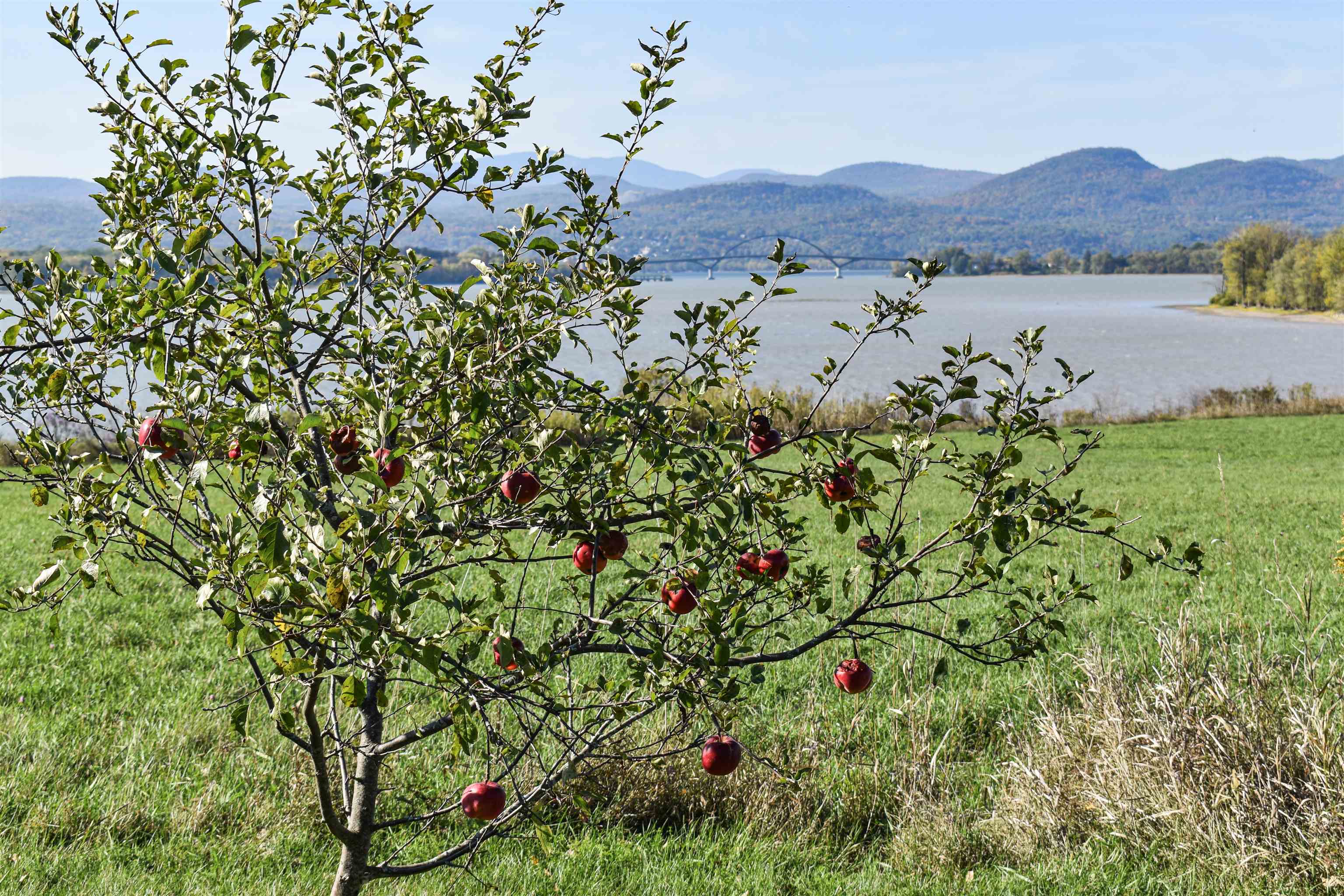 8269 Vermont Rte 125 Bridport, VT 05734 - Photo 40 of 49