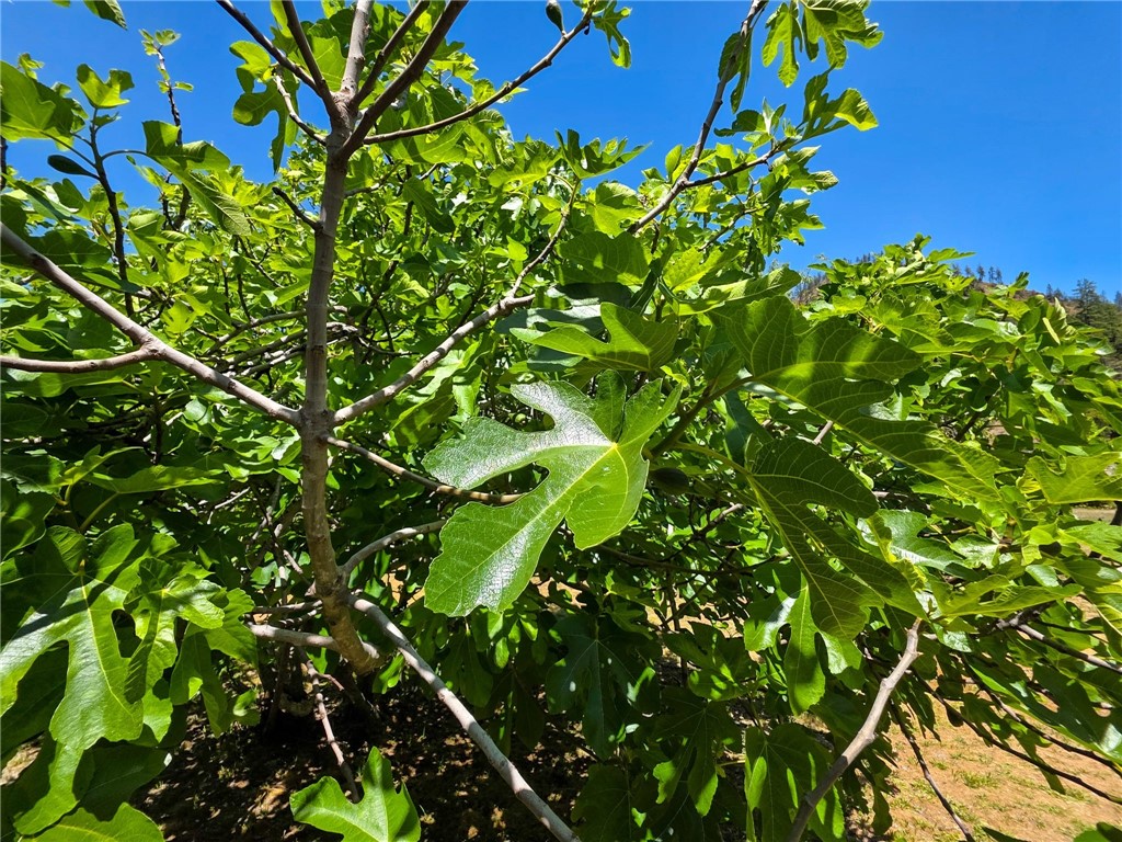 38703 Highway 96 Klamath River, CA 96050 - Photo 34 of 37 a backyard of a house