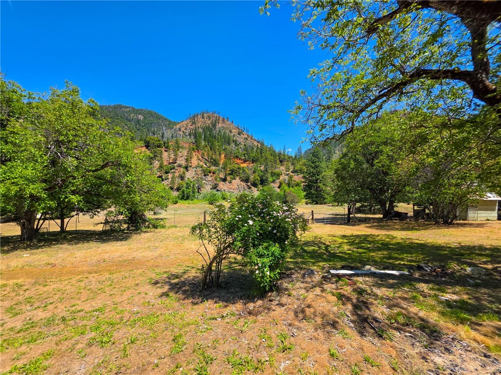 38703 Highway 96 Klamath River, CA 96050 - Photo 36 of 37 a view of a yard with a tree