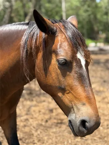 $343,500 | 4059 McKethan Road, Dade City, FL 33523