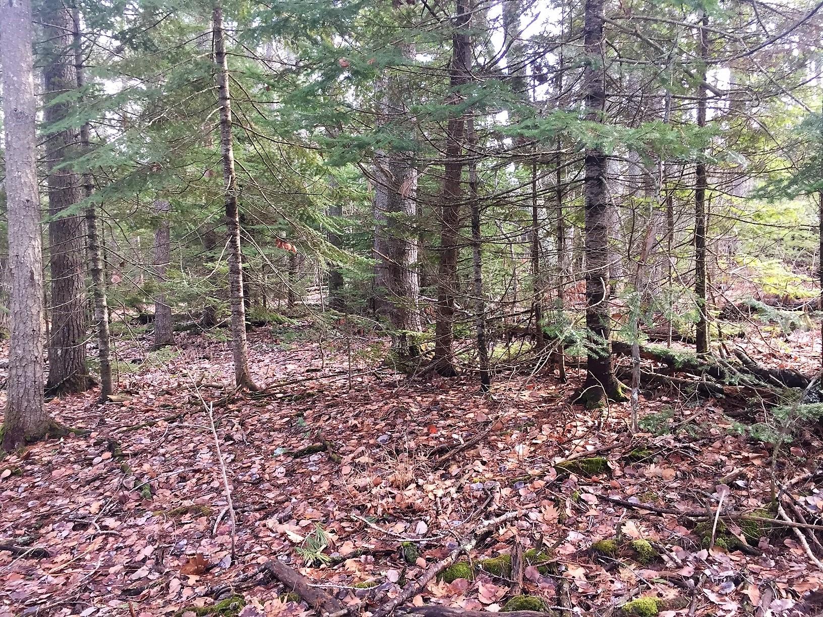 Lot 3 Breezy Point Road Brunswick, ME 04011 - Photo 8 of 11 photo3