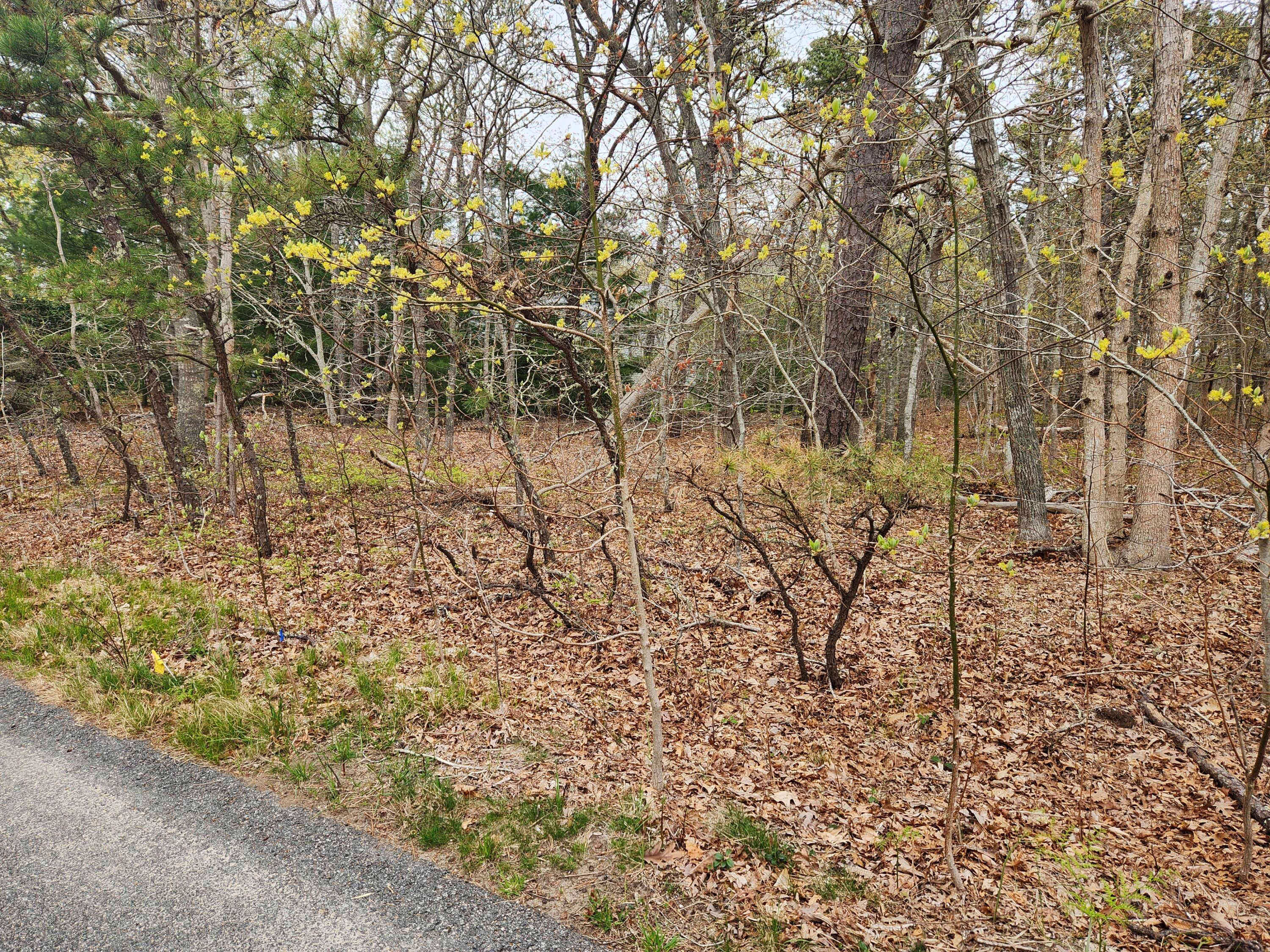 0 Commons Way Brewster, MA 02631 - Photo 6 of 6 a view of yard