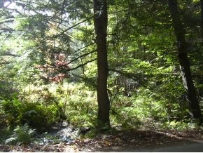 Peppercorn Road Ashland, NH 03217 - Photo 2 of 5