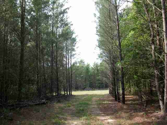 1709 Northeast Beulah Church Road Lee, FL 32059 - Photo 15 of 18 Gallery Image 15