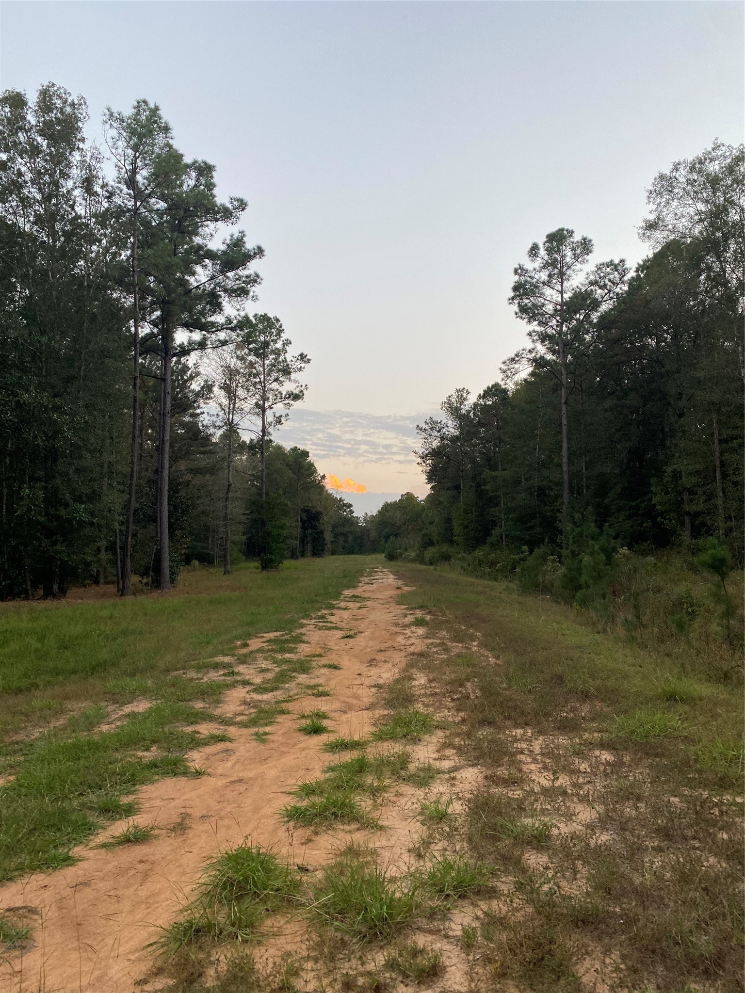 983 County Road, Unit 4350 Woodville, TX 75979 - Photo 12 of 18 a view of a field with trees in the background