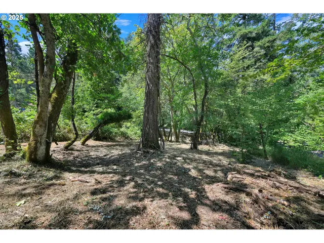 a view of a forest filled with trees