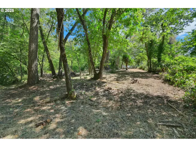 a view of a forest with trees in the background