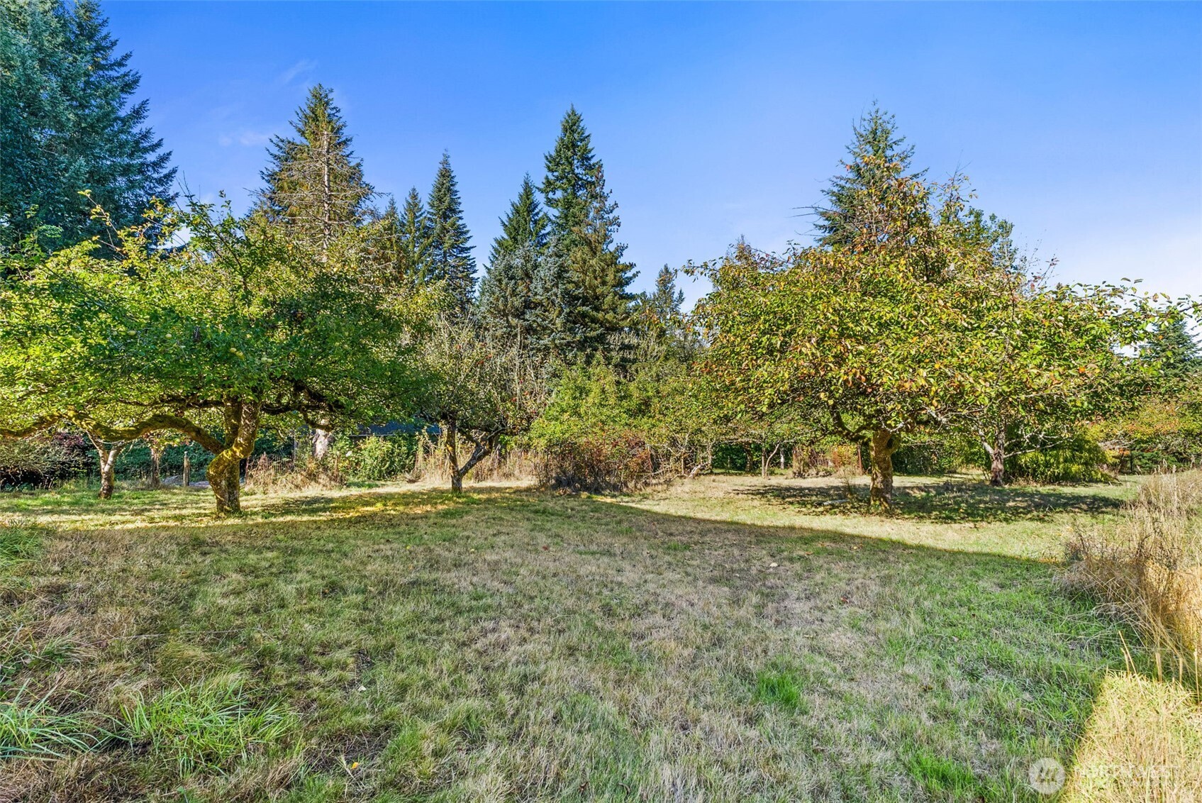 299 Conrad Road Winlock, WA 98596 - Photo 32 of 40 a view of a park with large trees