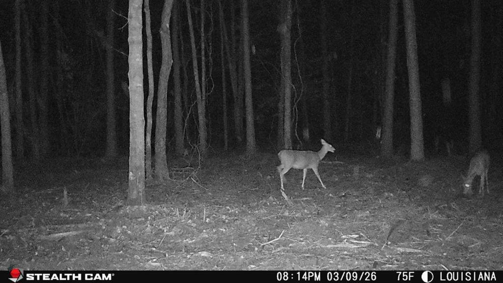 Tbd Jarrell Loop Evans, LA 70639 - Photo 11 of 12