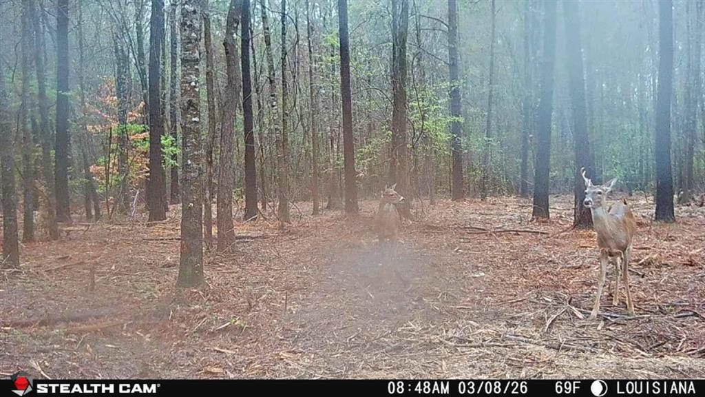 Tbd Jarrell Loop Evans, LA 70639 - Photo 12 of 12