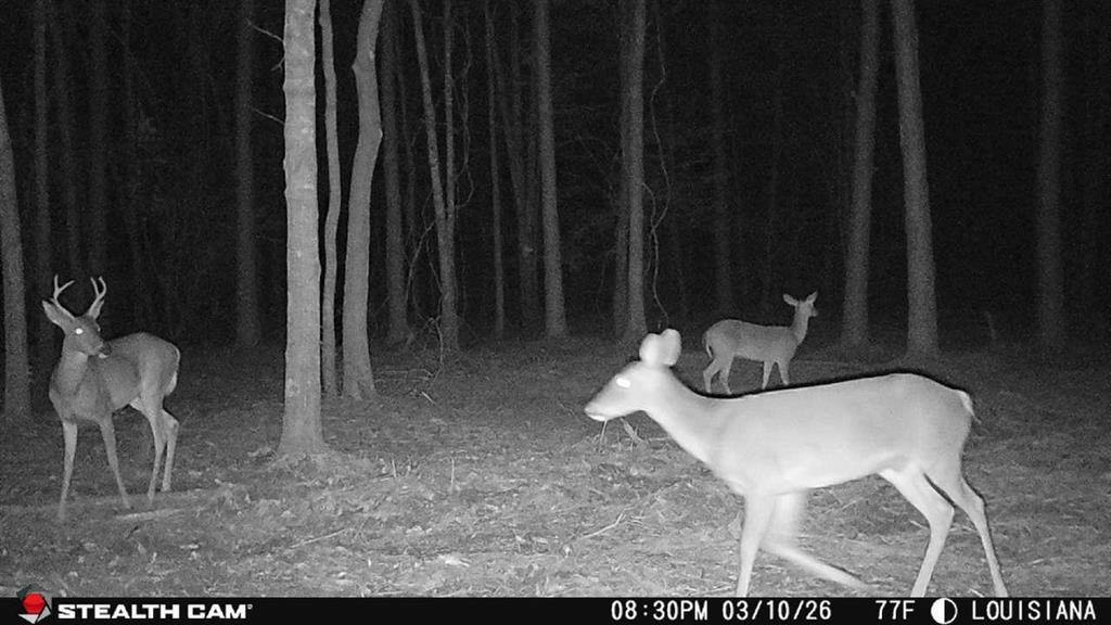 Tbd Jarrell Loop Evans, LA 70639 - Photo 7 of 12