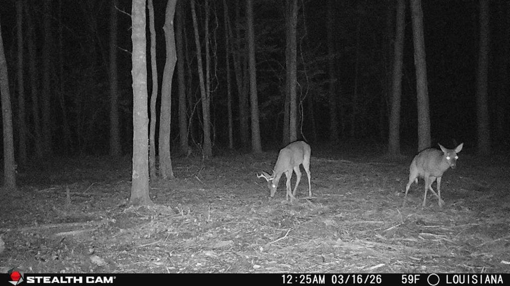 Tbd Jarrell Loop Evans, LA 70639 - Photo 8 of 12