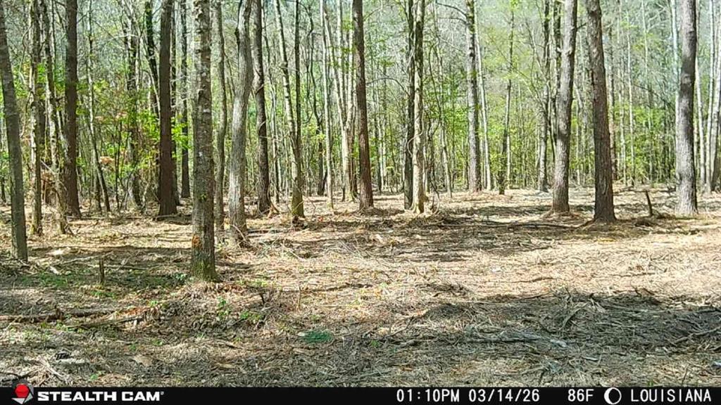 Tbd Jarrell Loop Evans, LA 70639 - Photo 10 of 12