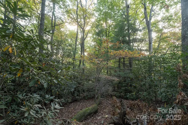 a view of a forest with lush green forest