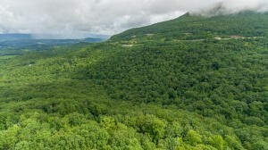0 Henson Gap Road Cleveland, TN 37323 - Photo 5 of 21 a view of a big yard with plants and large trees