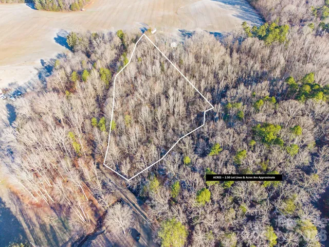 a view of banana tree