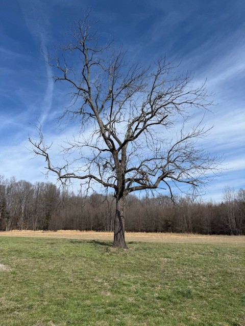 2100 Beacon Light Road Morrison, TN 37357 - Photo 13 of 36 a big yard with lots of green space