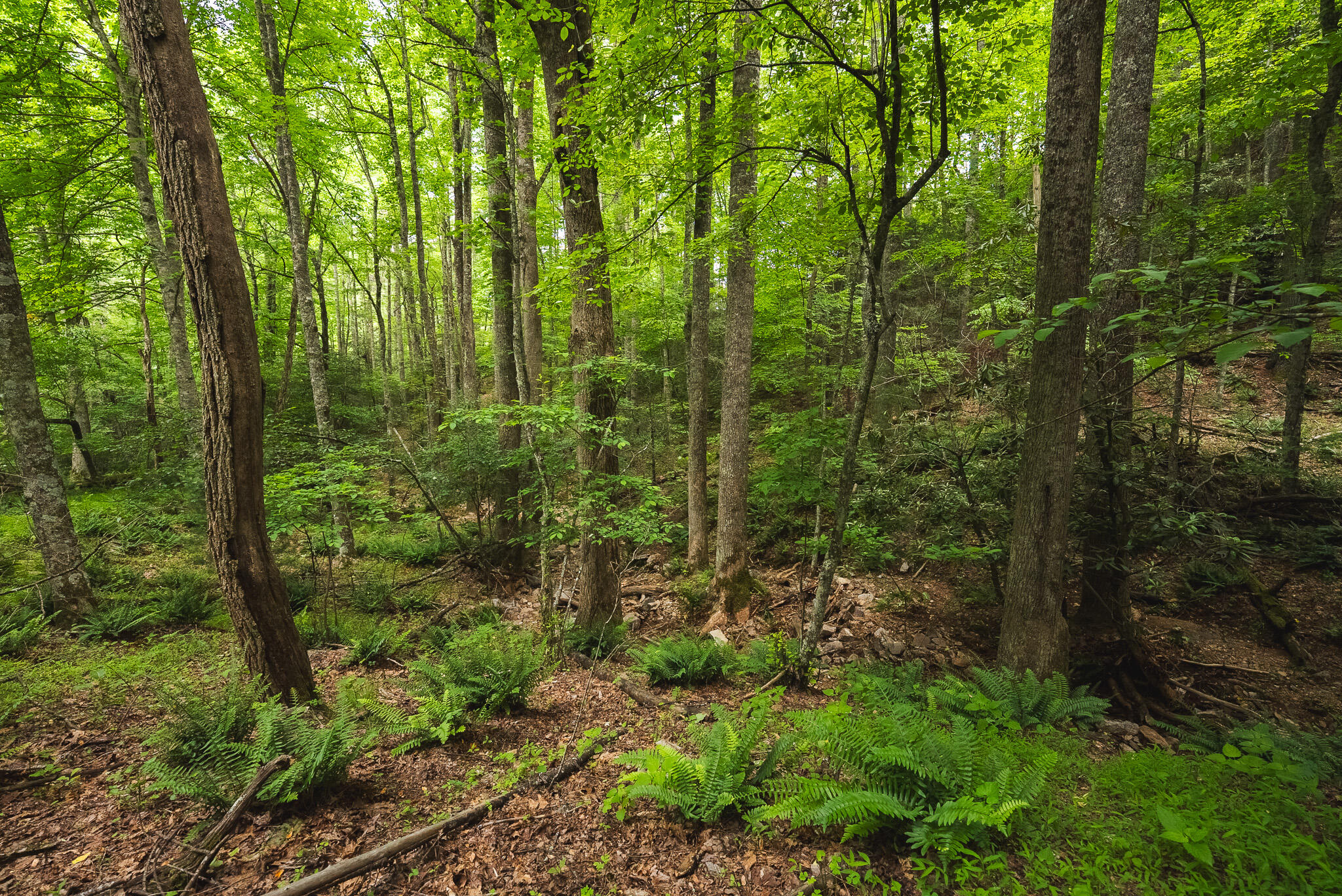Tbd Macks Mountain Road Northwest Indian Valley, VA 24105 - Photo 21 of 45 DSC01601