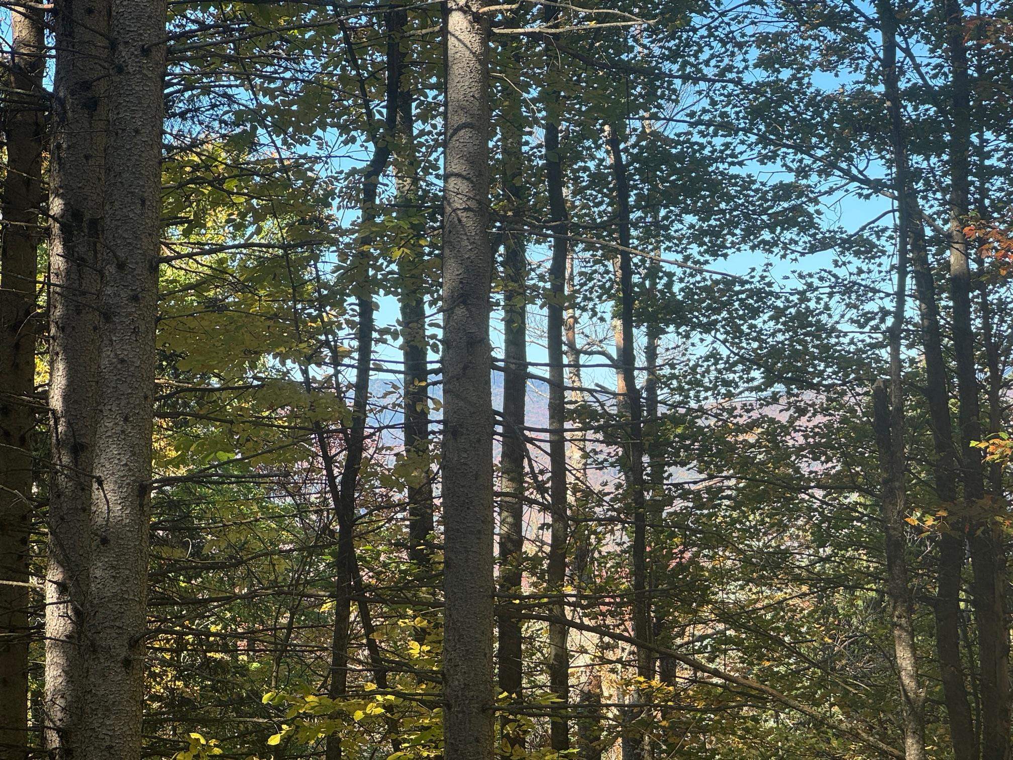 80 Wade Road Moretown, VT 05660 - Photo 11 of 19