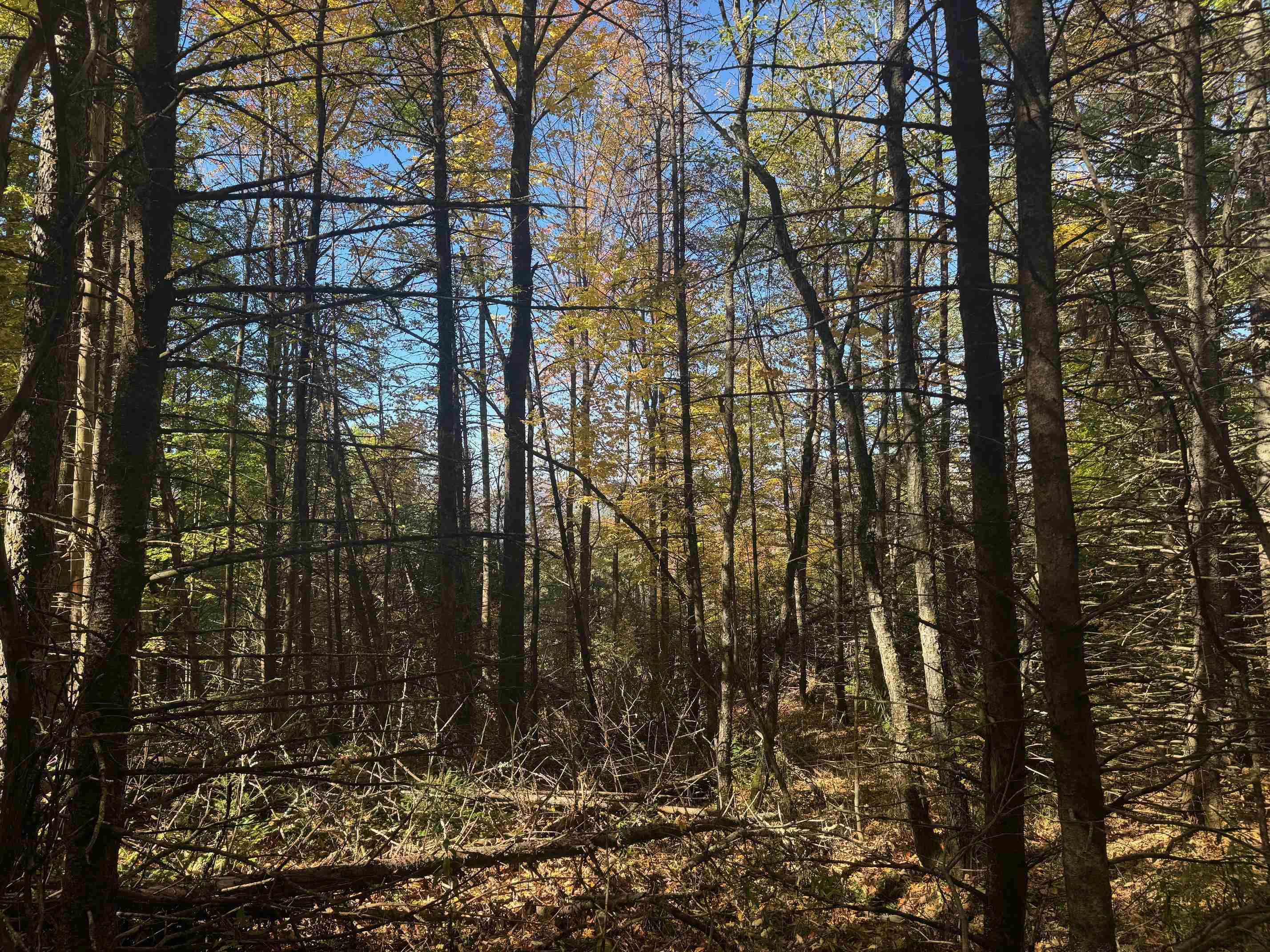 80 Wade Road Moretown, VT 05660 - Photo 6 of 19