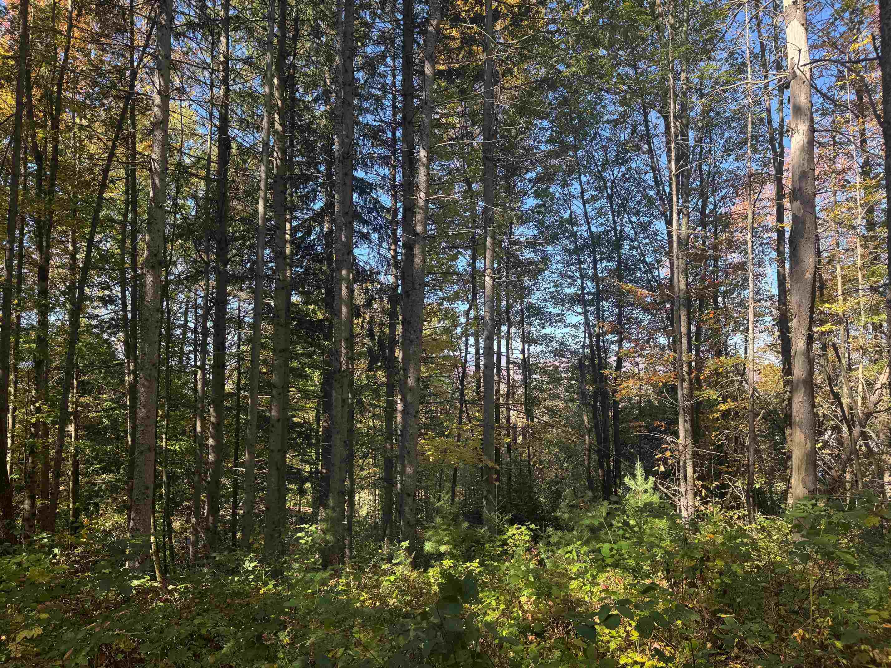 80 Wade Road Moretown, VT 05660 - Photo 8 of 19