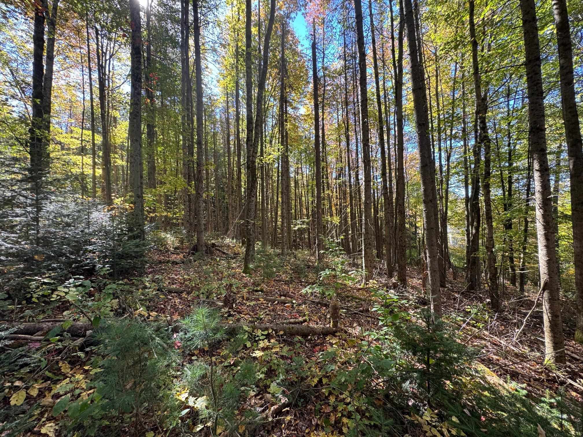 80 Wade Road Moretown, VT 05660 - Photo 10 of 19