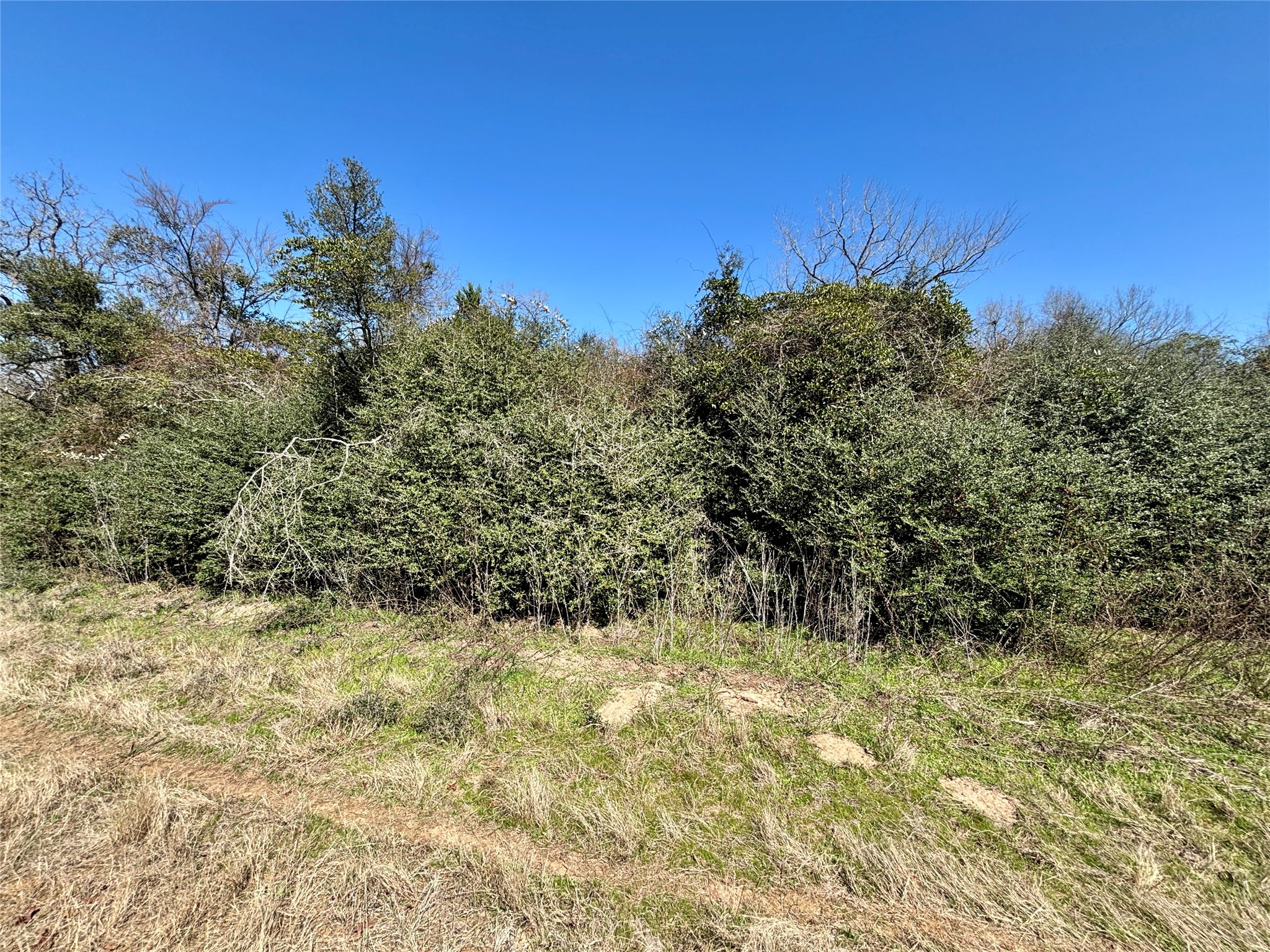 Tbd Sycamore Branch Road Normangee, TX 77871 - Photo 4 of 8 a view of a yard
